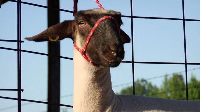 sheep 4